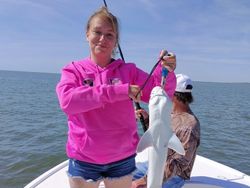 An Atlantic Sharpnose Shark, a 15-inch fish, caught in Savannah