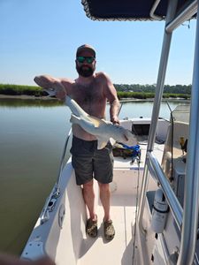 Bonnethead shark caught while fishing in Savannah