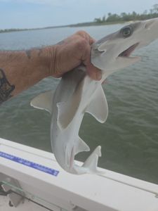 Bonnethead shark caught fishing in Savannah