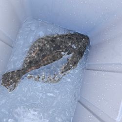 Southern Flounder caught fishing in GA