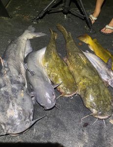 Fishing adventure in GA
