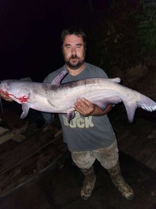 Caught a big blue catfish in Cave Spring