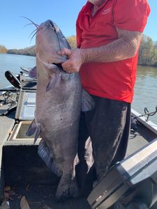 A single blue catfish in a cave spring location