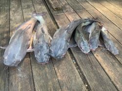 4 blue and hardhead sea catfish caught in Cave Spring