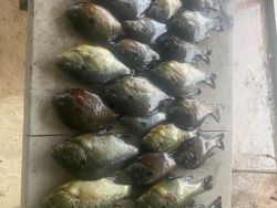 5 fish caught in Cave Spring during fishing and hunting adventure
