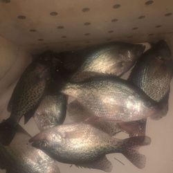 Two crappie fish measuring 8 inches caught while fishing in Cave Spring