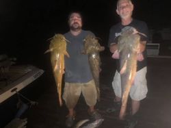 3 hardhead sea catfish caught at Cave Spring