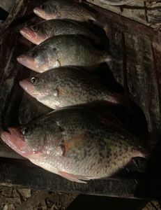 4 fish caught while fishing in GA