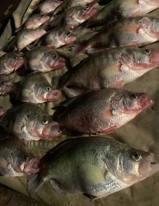 5 big fish caught during hunting and fishing trip at Cave Spring