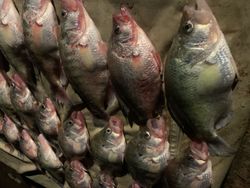 Seven freshwater fish caught while fishing in GA