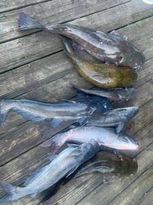 Three blue catfish caught at Cave Spring