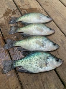 Four white crappie fish in a cave spring