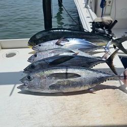 Deep Sea Fishing Tuna FL Adventure