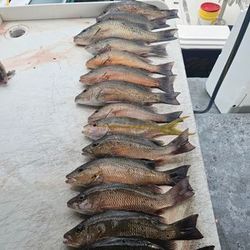 7 fishing in FL