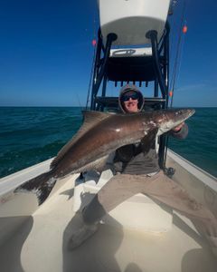 Cobia fish caught fishing in Florida