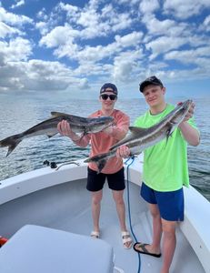 Two large cobia fish caught while fishing in FL