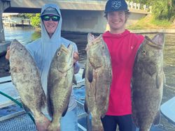 4 gag grouper fish caught during a fishing tour in Holmes Beach