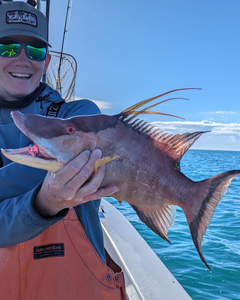 A fisherman with a 22-inch Hogfish catch in Holmes Beach
