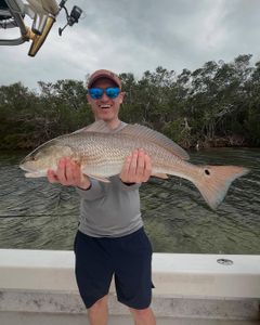 Redfish caught by angler in Holmes Beach, Florida