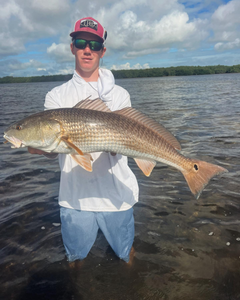 Redfish caught in Holmes Beach, Florida