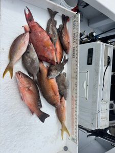 Six fish caught on a fishing tour in FL