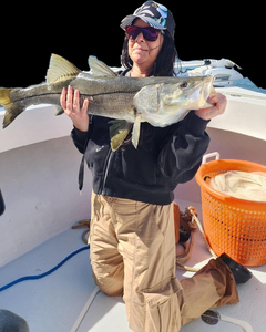 Snook fishing in Holmes Beach, Florida