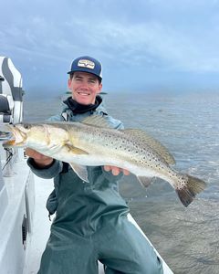 Spotted weakfish, 31 inches, caught on fishing tour in Holmes Beach