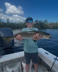 Spotted Weakfish caught at Holmes Beach
