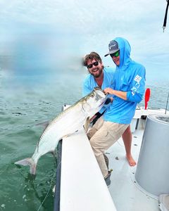 A tarpon fish being caught in Holmes Beach