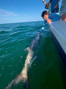 Large tarpon fish swimming alongside fishing boat in green ocean water near Holmes Beach FL