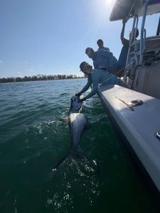 Tarpon being released from fishing boat in Holmes Beach FL waters