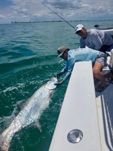 Tarpon being released alongside fishing boat in Holmes Beach FL waters