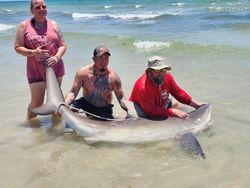 Bonnethead Shark Caught While Fishing in TX