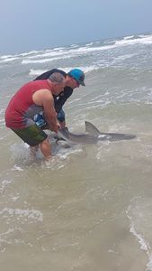 Bonnethead shark caught while fishing in Port Aransas