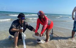 Bonnethead shark being measured on beach in Port Aransas TX during fishing research