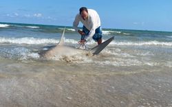 Bull shark caught while fishing in Port Aransas TX being handled in shallow surf