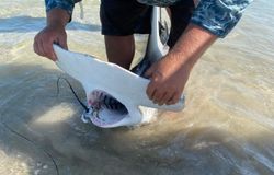 Blacktip shark caught while fishing in Port Aransas TX shallow water