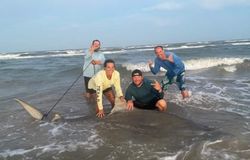 Large shark catch on beach in Port Aransas TX with fishing group celebration