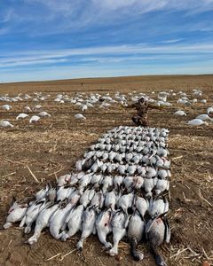 Successful snow goose hunt.