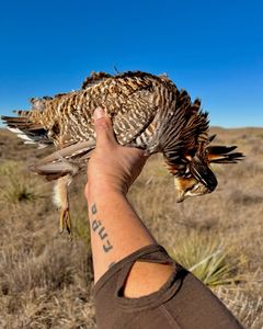 Successful quail hunt.