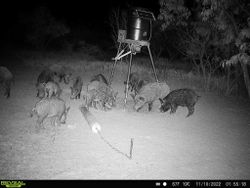 Cheap Hog Hunts in Texas