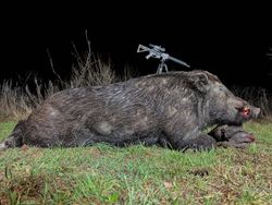 Impressive wild boar harvest.