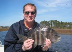 Sheepshead fish caught by angler in FL