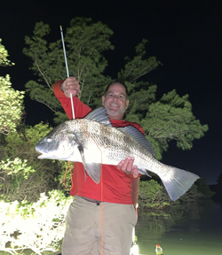 A single black drum fish caught while fishing in Tampa, Florida