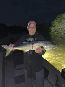 Bluefish Delights In Tampa, FL