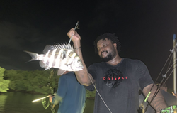 A photo of a Sheepshead fish caught while fishing in Tampa, Florida
