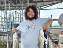 Striped Bass Fishing!