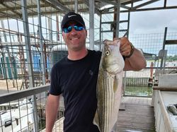 A good size of Striped Bass!