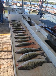 4 striped bass caught while fishing in OK