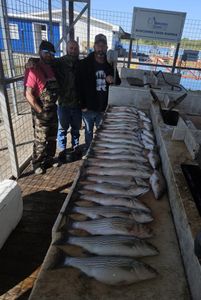 Two striped bass caught while fishing in OK